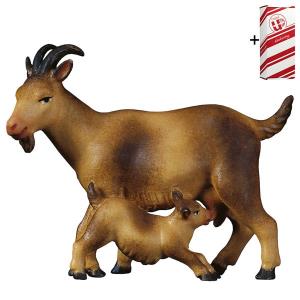 CO Goat with kid + Gift box